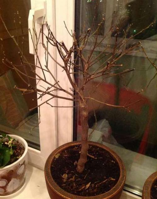 Уход за цитрусовыми в домашних условиях листья падают. Признаки переувлажнения почвы