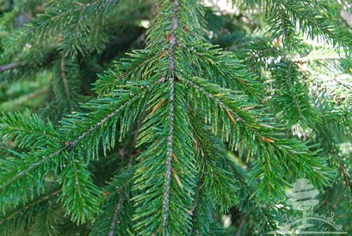 Почему желтеет пихта и что делать. Пихта в ландшафтных посадках. Есть ли минусы?