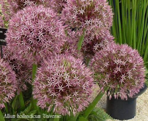 Лук христофа. Луки декоративные многолетние