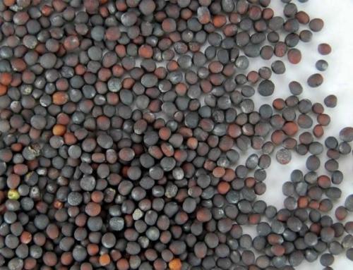 Как получить семена пекинской капусты. Выращивание пекинской капусты из семян