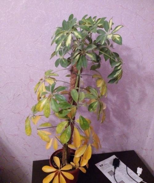 Почему у шефлеры желтеют опадают листья Что делать. Листья шефлеры желтеют. Почему? Что делать?