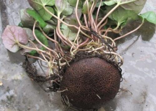 Цветок персидский цикламен, как ухаживать в домашних условиях. Уход в домашних условиях