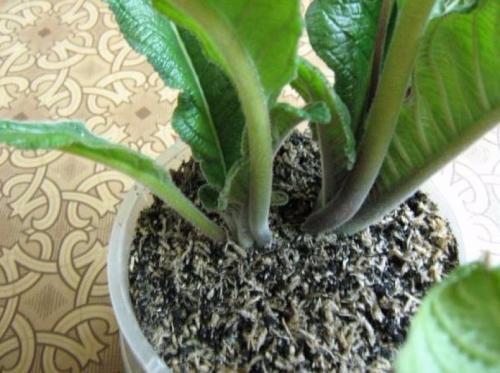 Стрептокарпус Размножение листом в домашних условиях. Самый простой способ размножения — деление куста