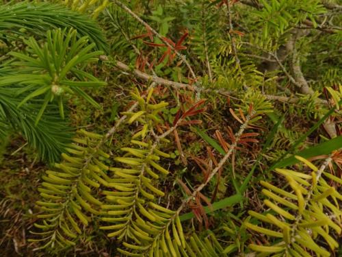 Почему желтеет пихта, что делать. Пожелтела пихта: причины и лечение, профилактика