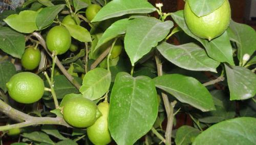 Лимонник комнатный. Учимся выращивать и ухаживать за лимоном дома