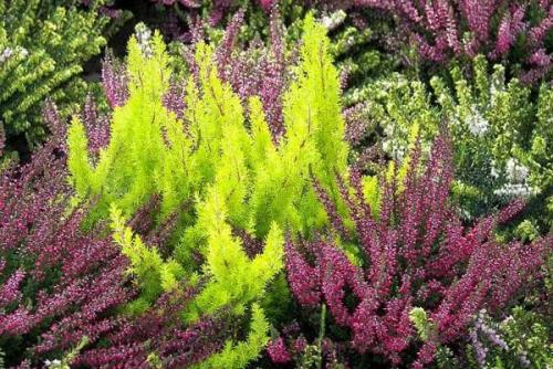 Как посадить семена вереска в саду и ухаживать за выращенными цветами