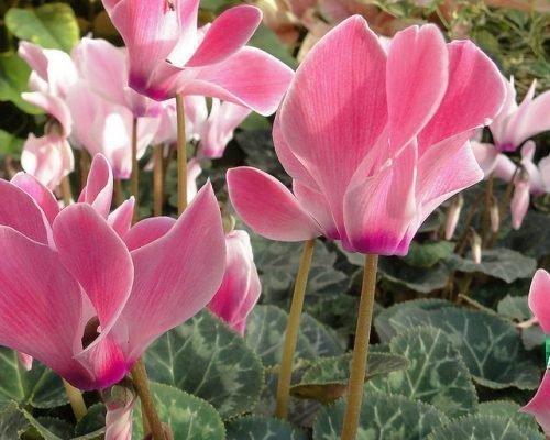 Цикламен персидский приметы. Положительные и отрицательные приметы про цикламен в доме