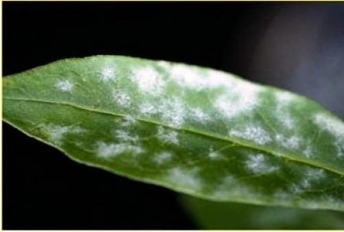 Если у молочая желтеют и опадают листья. Болезни