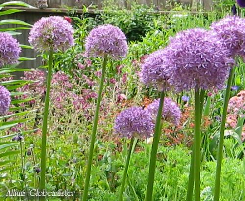 Лук христофа. Луки декоративные многолетние