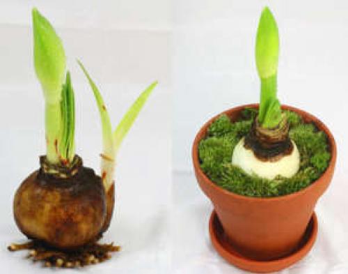 Гиппеаструм обрезать листья. Гиппеаструм после цветения: правила ухода за цветком