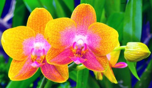 Подарили цветущую орхидею в маленьком горшочке как ухаживать