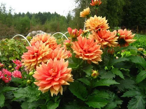 Георгина величественная. Здравствуйте, уважаемые читатели!