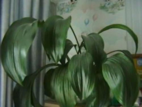 Как заставить эухарис цвести форум. Разбираемся, почему не цветет эухарис и как заставить растение выпустить стрелку