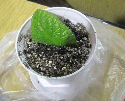 Стрептокарпус Размножение листом когда появляются всходы. Re: Размножение стрептокарпуса листом