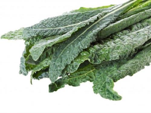 Дикий предок капусты белокочанной. Дикий предок капусты