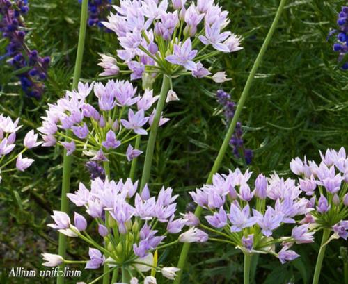 Лук христофа. Луки декоративные многолетние