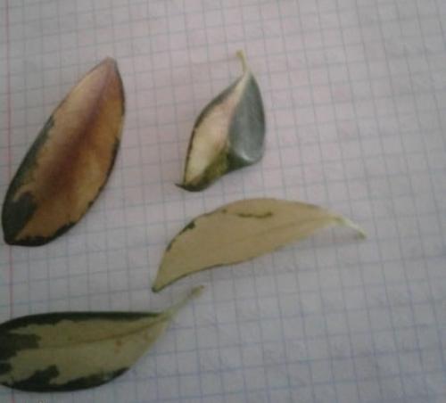 Почему у шефлеры желтеют опадают листья Что делать. Листья шефлеры желтеют. Почему? Что делать?