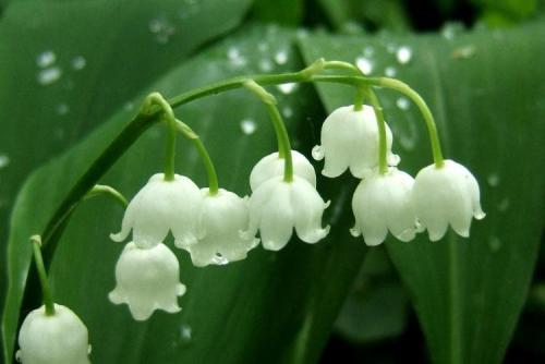 Когда цветут ландыши