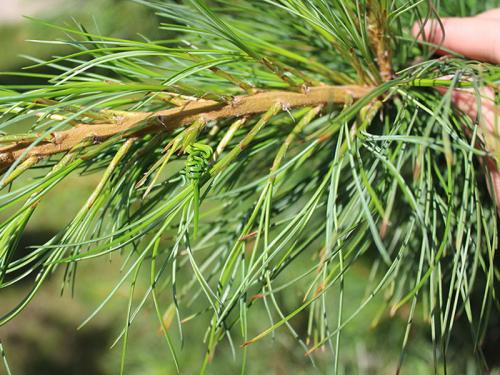 Болезни сосен и их лечение ржавчина. Ржавчина и другие болезни