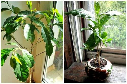 Кофейное дерево декоративное. Кофейное дерево- все о выращивании кофе в домашних условиях