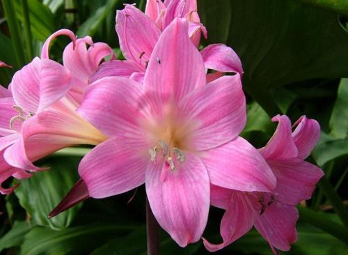 Когда можно пересаживать амариллис. Совет 1: Амариллис: посадка и уход