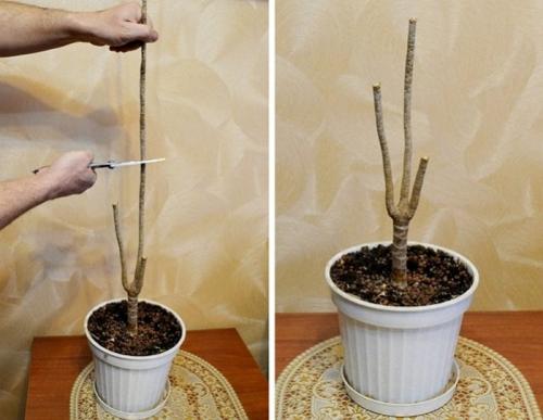 Как обновить драцену в домашних условиях. Как обновить драцену