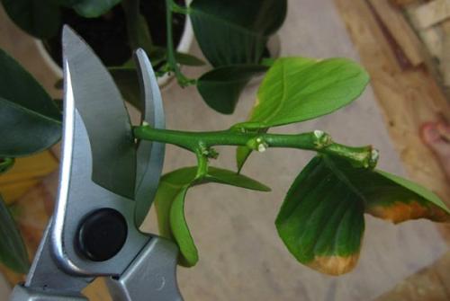 Лимонник комнатный. Учимся выращивать и ухаживать за лимоном дома