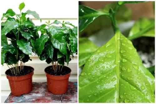 Кофейное дерево декоративное. Кофейное дерево- все о выращивании кофе в домашних условиях