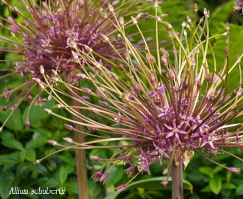 Лук христофа. Луки декоративные многолетние