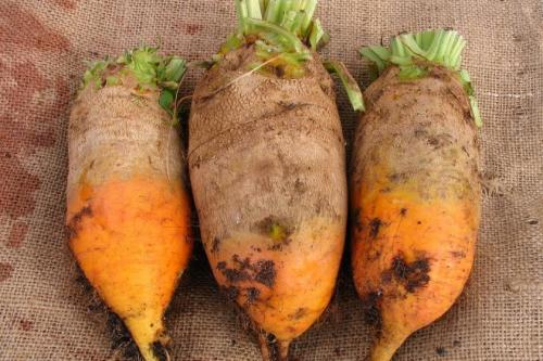 Лучшие сорта кормовой свеклы для украины. Описание сортов кормовой свёклы