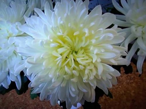 Хризантема Антонов описание сорта