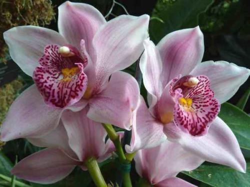 Как заставить цвести орхидею фаленопсис в домашних условиях форум. Как и когда цветет орхидея фаленопсис?