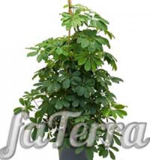 Schefflera arboricola уход. Шеффлера виды