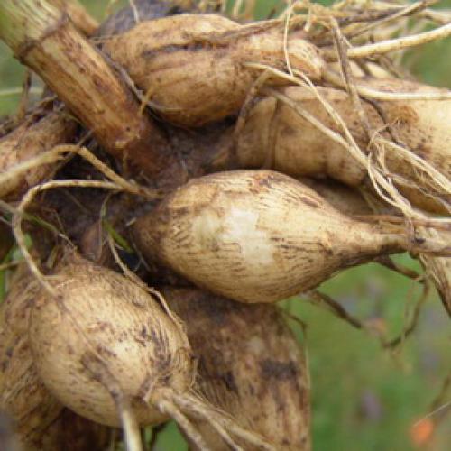 Георгина культурная. Как выглядит георгин: описание растения