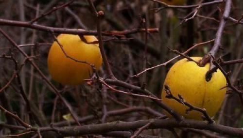 Обрезка кустовой айвы. Правила и техника обрезки