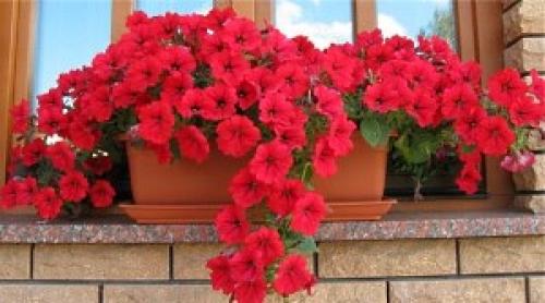 Выращивание петунии Сурфиния: уход и размножение цветка, фото