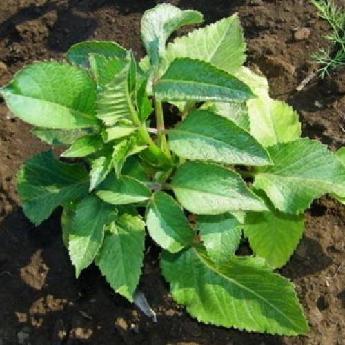 Георгина культурная. Как выглядит георгин: описание растения