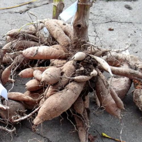 Георгина культурная. Как выглядит георгин: описание растения