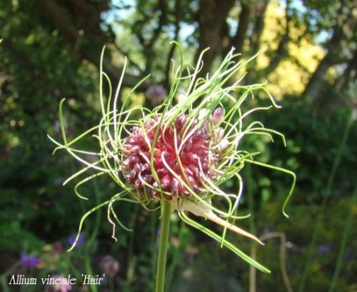 Лук христофа. Луки декоративные многолетние