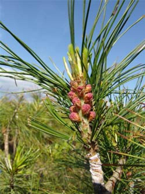 Как быстро растут кедры саженцы. Как самому вырастить кедр