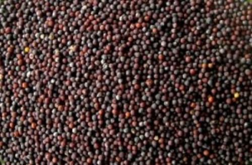 Как вырастить семена цветной капусты. Выращивание семян цветной капусты