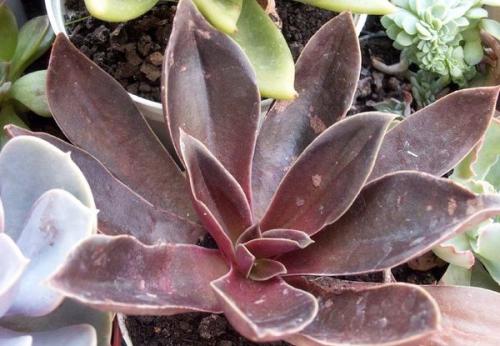 Эхеверия Черный принц уход. Эхеверия – каменная роза 