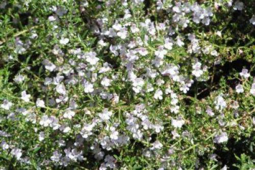 Чабер горный. Подробное ботаническое описание