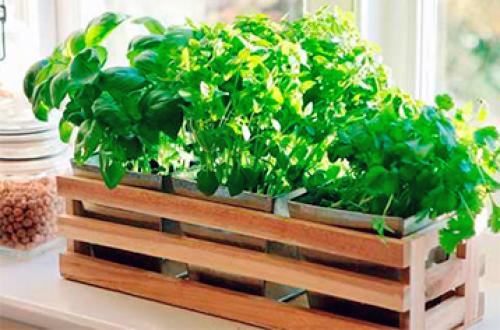 Как выращивать растения на воде. Какие растения можно выращивания гидропонным методом