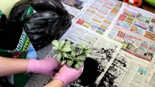 Грунт для фиттонии. Пересадка фиттонии: когда и во что пересаживать растение