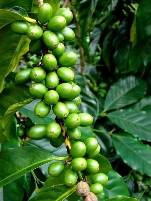 Кофейное дерево цветение. Кофе домашний - уход за растением, фото, размножение