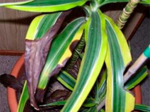 Обрезка драцены. Для чего нужна обрезка драцены