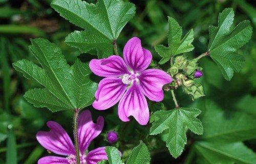 Мальва цветок. Описание