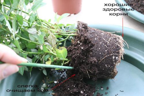 Роза уход. Пересадка комнатной розы