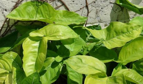 Сингониум ред спот. Особенности и происхождение растения